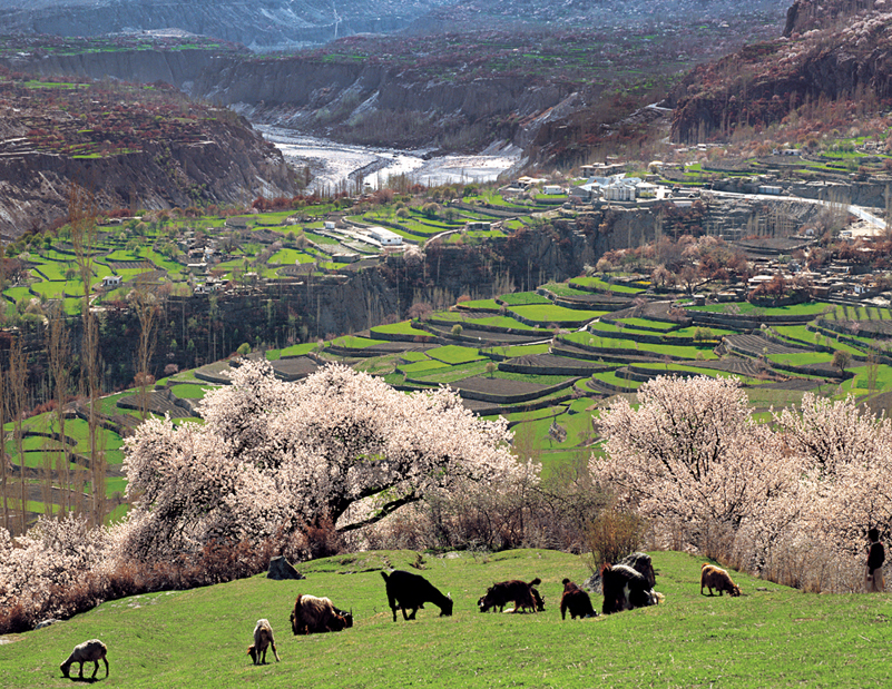 Blossom in Hunza Valley